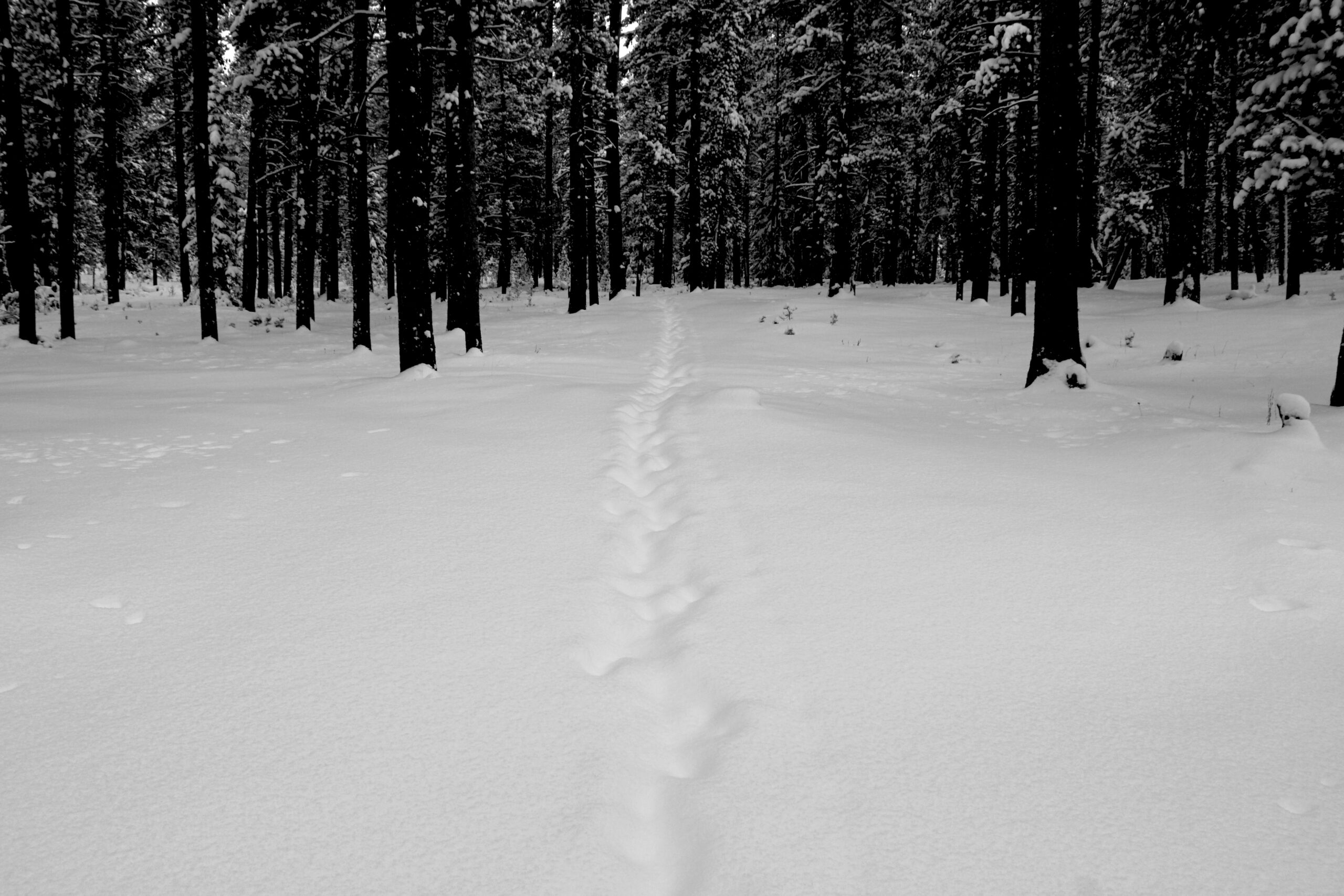 On the Path, Between the Trees
